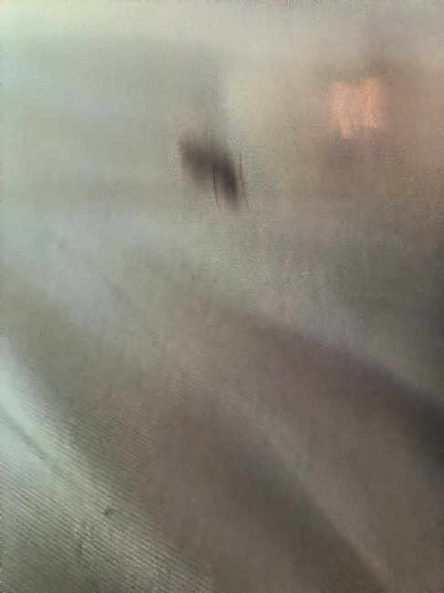 Flight image for Lasius niger group on 21 Jun 2025