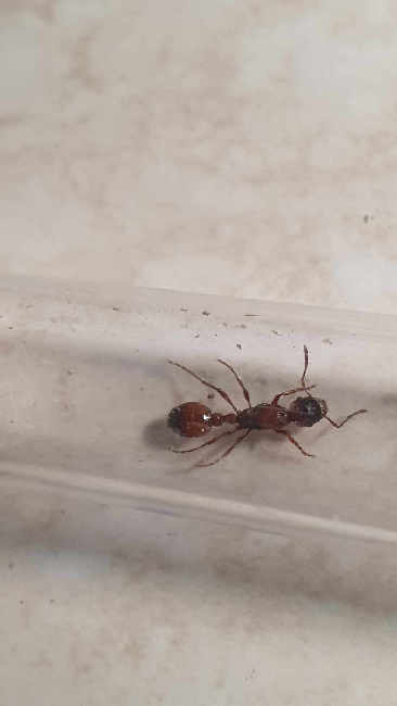 Flight image for Manica rubida on 12 Jul 2025