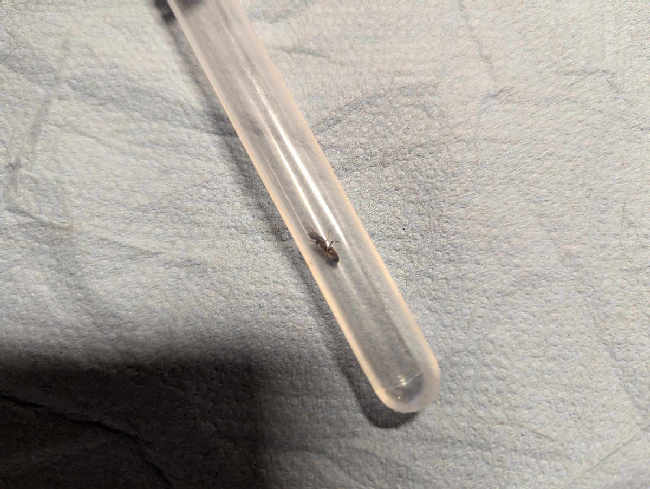 Flight image for Lasius umbratus group on 1 Jul 2025