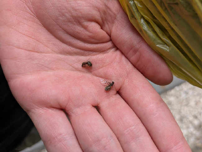 Flight image for Lasius niger group on 5 Jul 2025