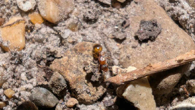 Flight image for Temnothorax sp. on 9 Aug 2025