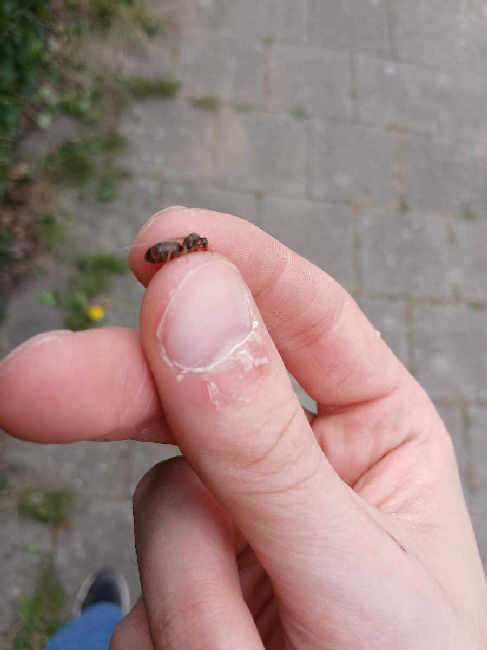 Flight image for Lasius niger group on 22 Jun 2025