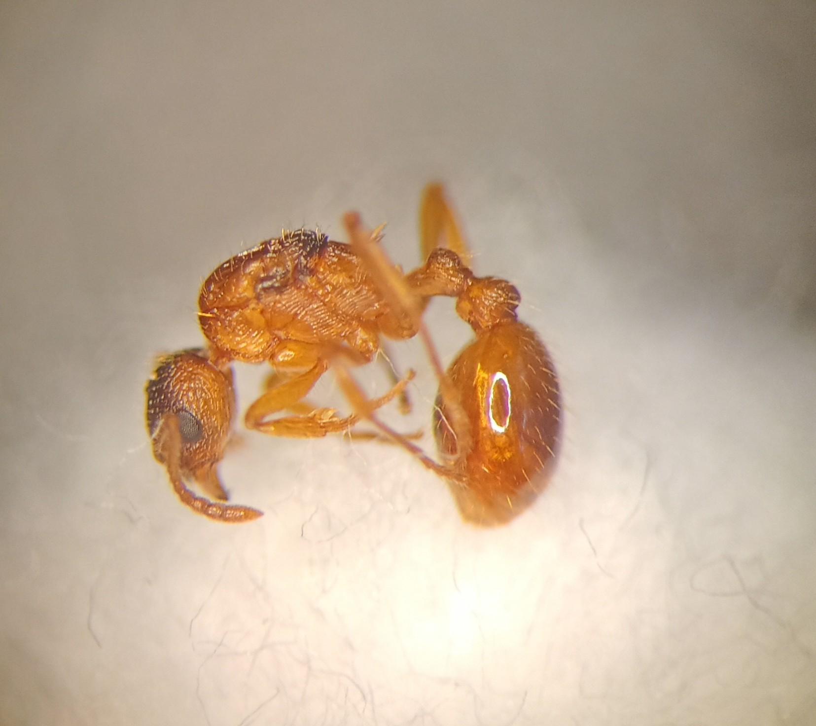 Myrmica ruginodis