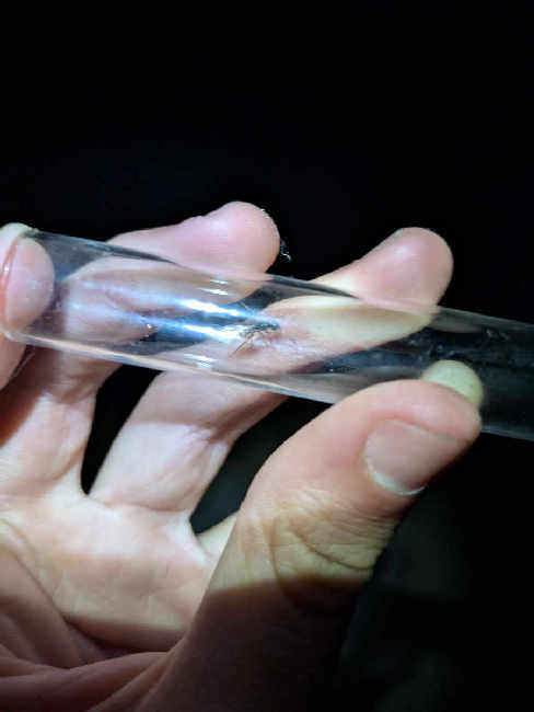 Flight image for Lasius fuliginosus on 30 May 2025