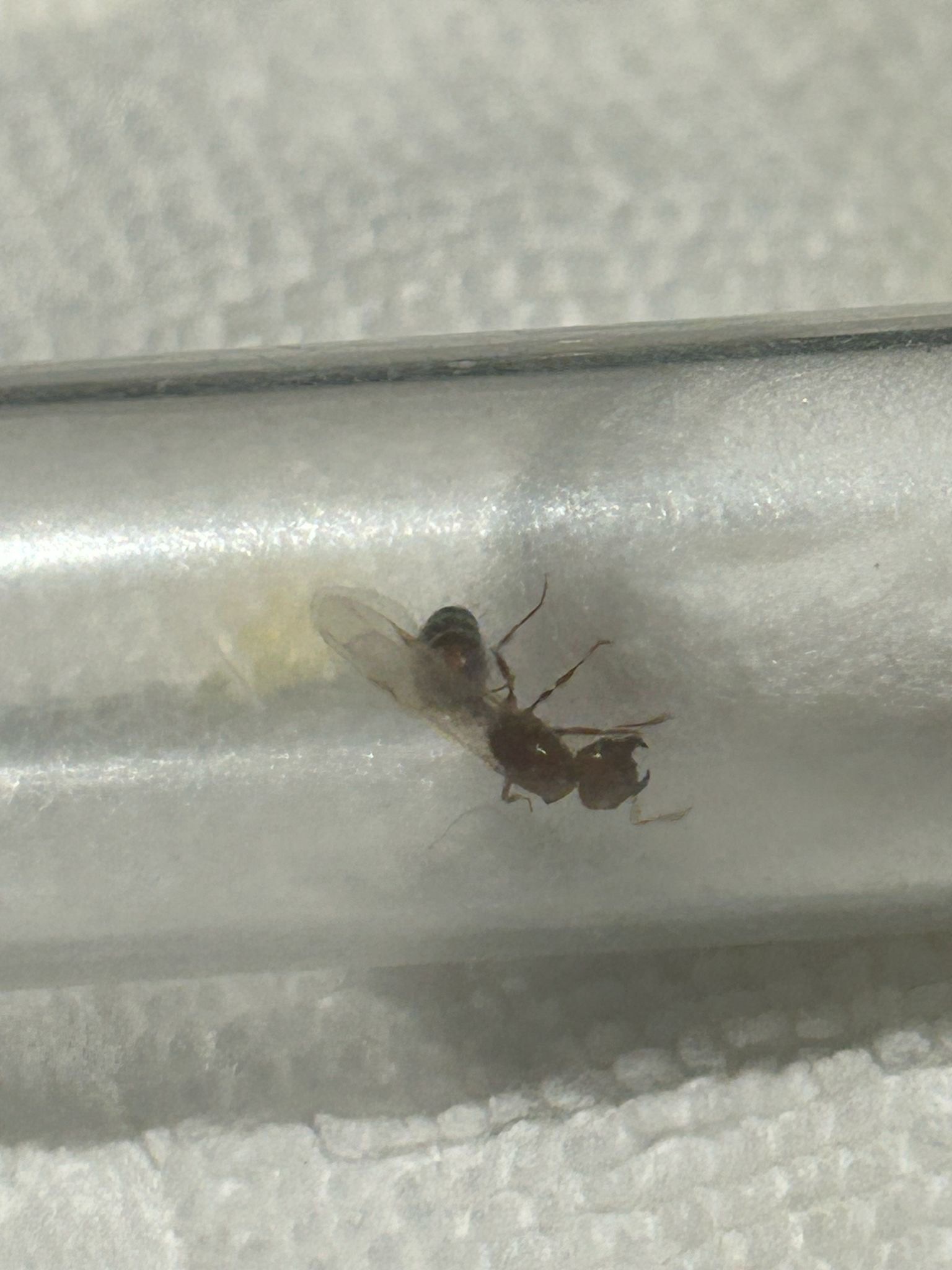 Solenopsis geminata