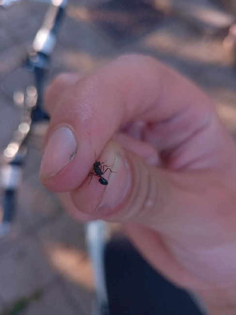 Flight image for Lasius fuliginosus on 2 Jun 2025