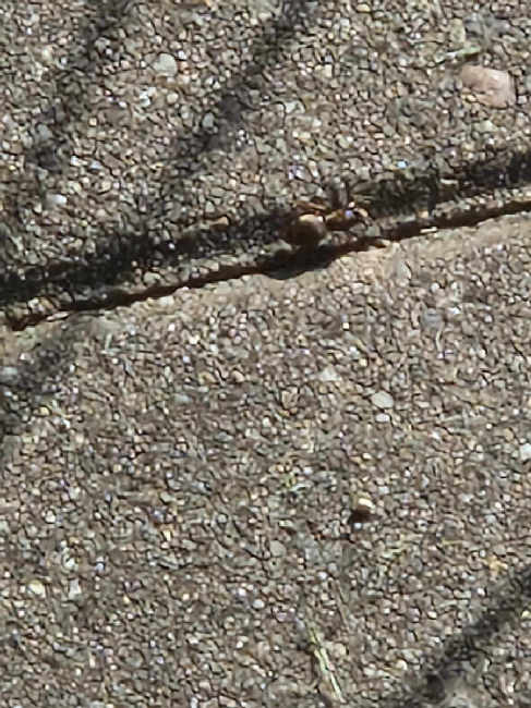 Flight image for Lasius niger on 1 Jul 2025