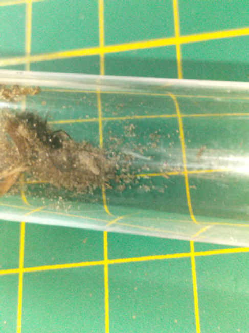 Flight image for Lasius fuliginosus on 10 Jul 2025