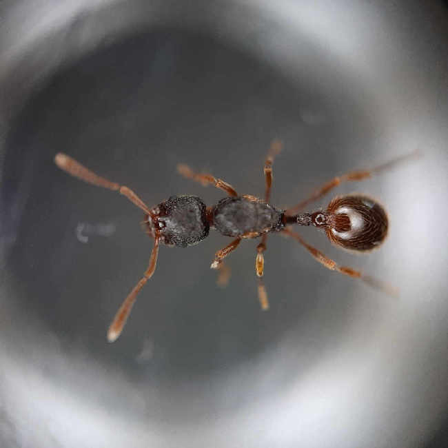 Flight image for Stenamma debile on 17 Sept 2025