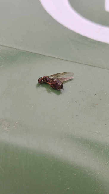 Flight image for Lasius brunneus on 31 May 2025