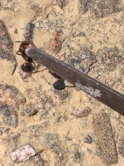 Flight image for Lasius fuliginosus on 11 May 2025