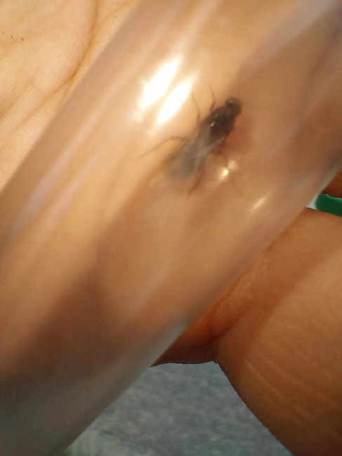 Flight image for Lasius niger group on 9 Jun 2025