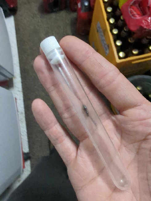 Flight image for Lasius niger on 19 Jul 2025