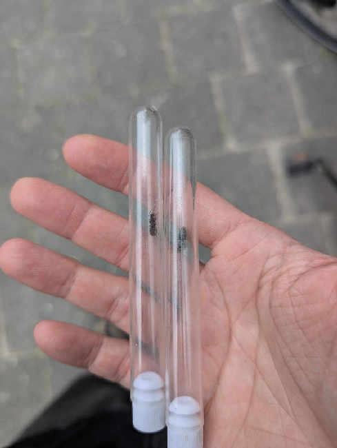 Flight image for Lasius niger group on 26 Jul 2025