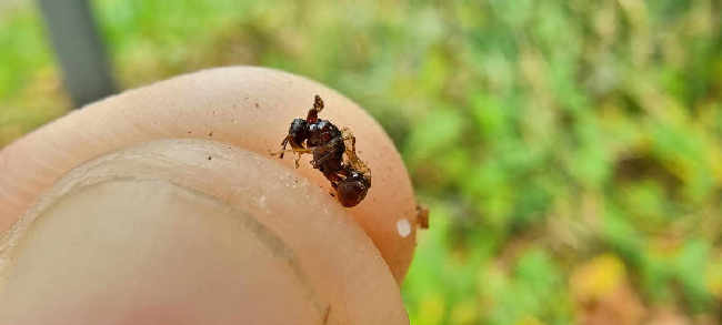 Flight image for Myrmica sp. on 1 Sept 2025