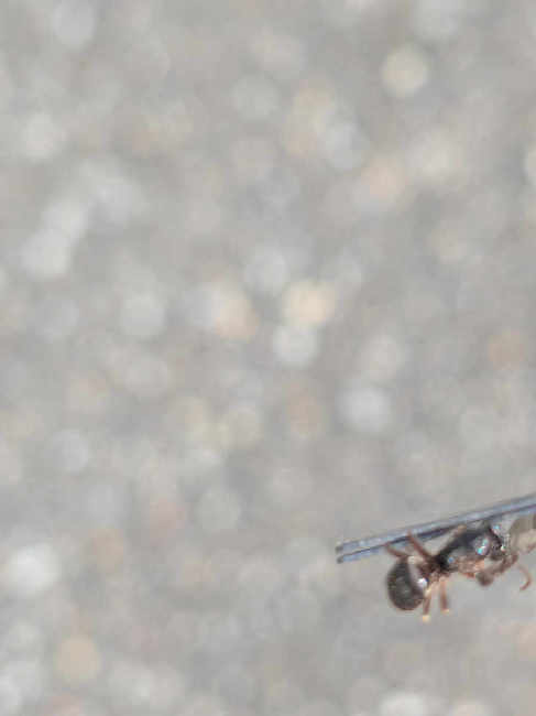 Flight image for Lasius sp. on 11 May 2025