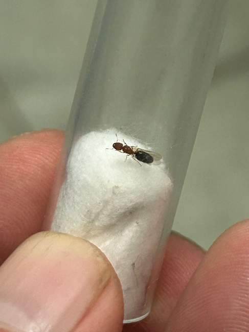 Flight image for Pheidole parva on 30 Mar 2025