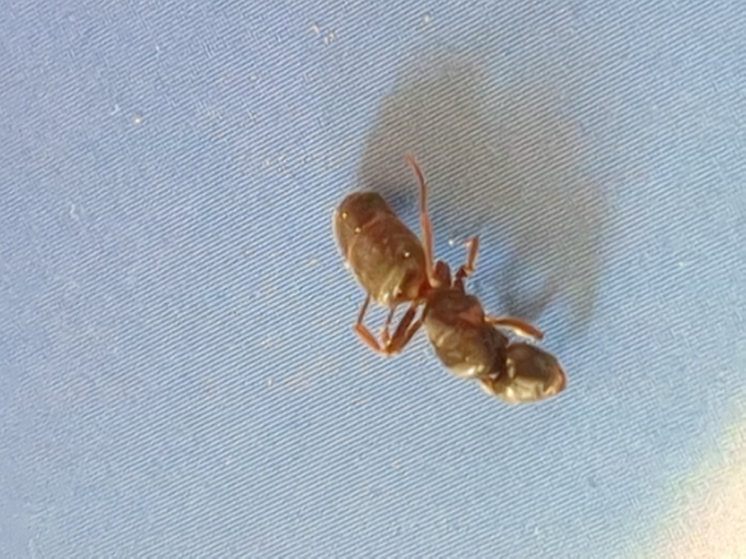 Lasius sp.
