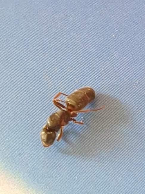 Flight image for Lasius sp. on 1 May 2025