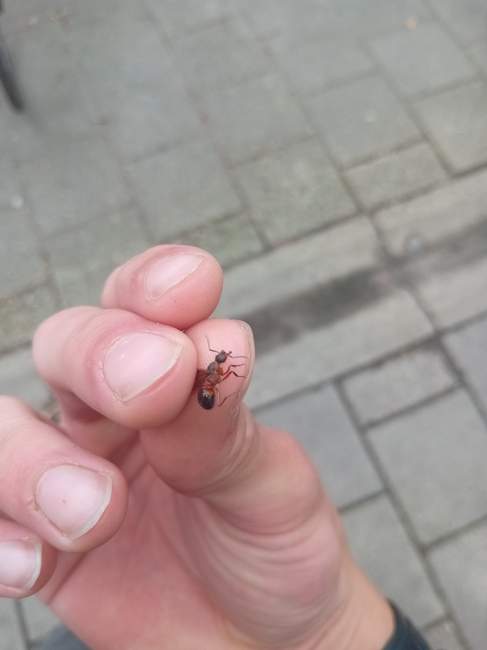 Flight image for Formica rufa on 23 Apr 2025