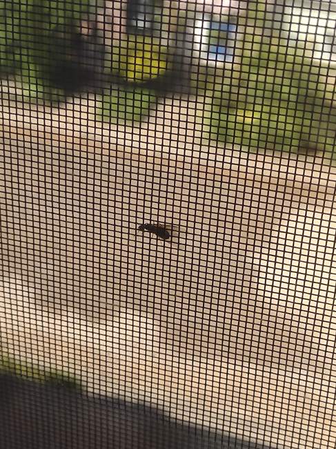 Flight image for Lasius brunneus on 1 May 2025