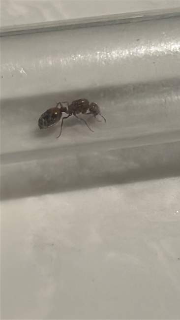 Flight image for Solenopsis geminata on 30 Mar 2025