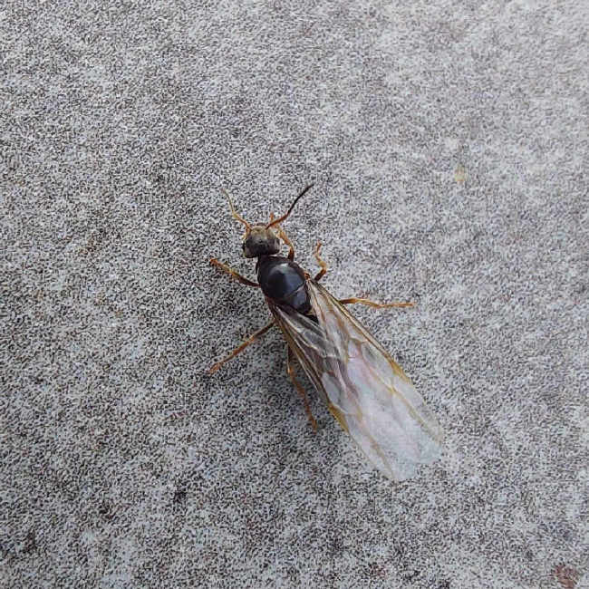 Flight image for Lasius niger group on 13 Jul 2025