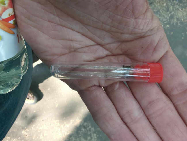 Flight image for Lasius fuliginosus on 2 Jul 2025