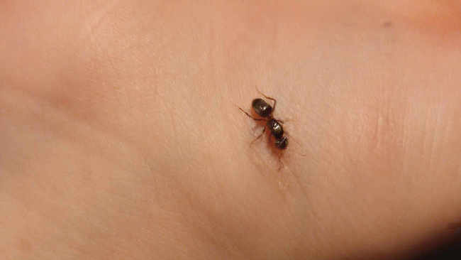 Flight image for Lasius umbratus group on 12 Jun 2025