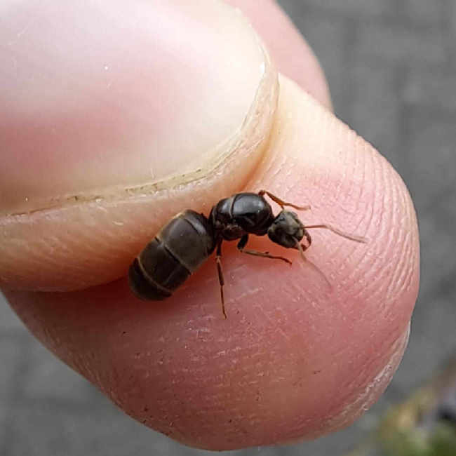 Flight image for Lasius niger group on 13 Jul 2025