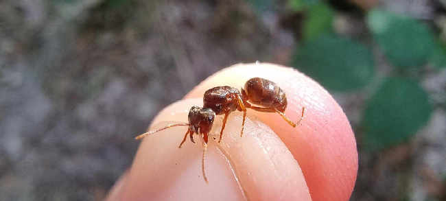 Flight image for Lasius umbratus group on 19 Jul 2025