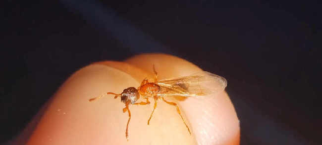 Flight image for Myrmica rubra on 8 Aug 2025