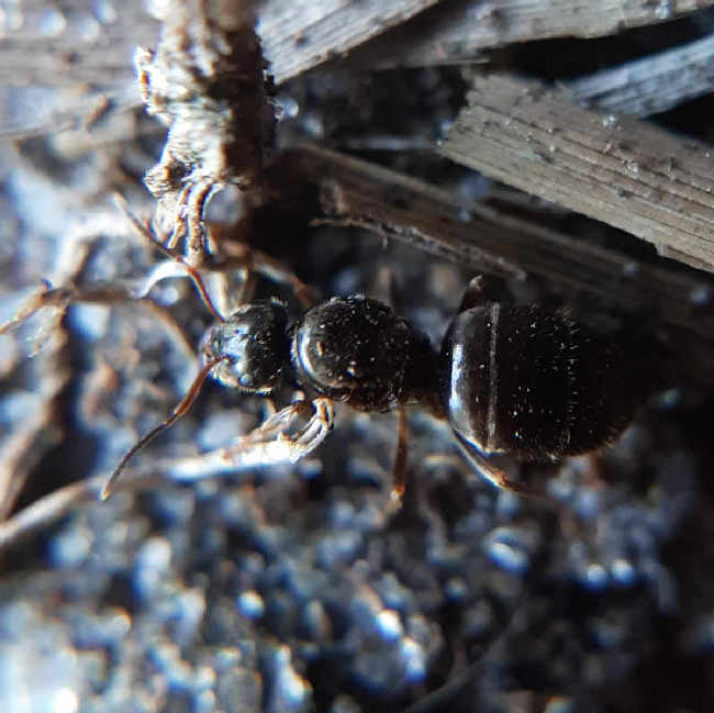 Flight image for Lasius niger group on 30 Jul 2025