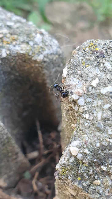 Flight image for Lasius fuliginosus on 13 Aug 2025