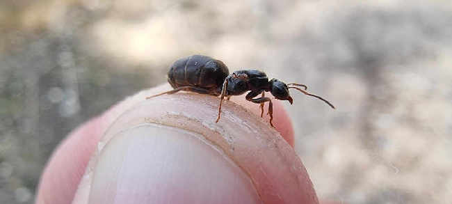 Flight image for Lasius platythorax on 19 Jul 2025