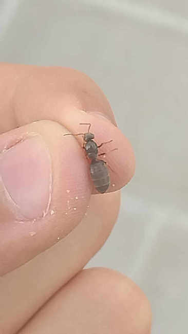 Flight image for Lasius niger group on 16 Jul 2025