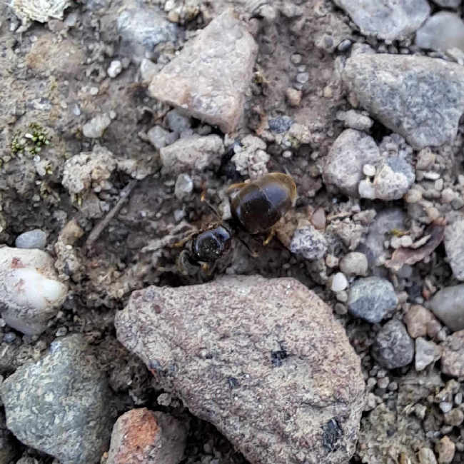 Flight image for Lasius niger on 19 Jul 2025