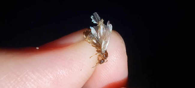 Flight image for Lasius emarginatus on 8 Aug 2025