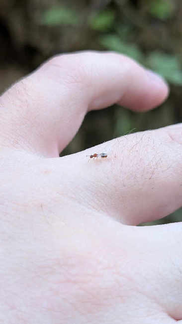 Flight image for Temnothorax nylanderi on 8 Aug 2025