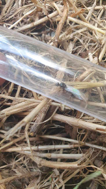 Flight image for Lasius niger group on 11 Jul 2025