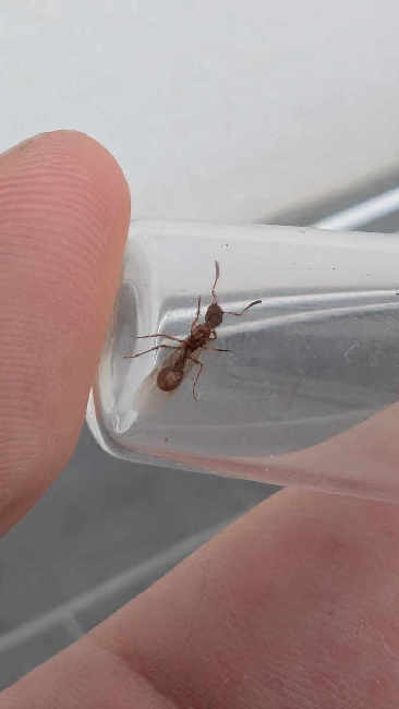 Flight image for Myrmica sp. on 13 Aug 2025