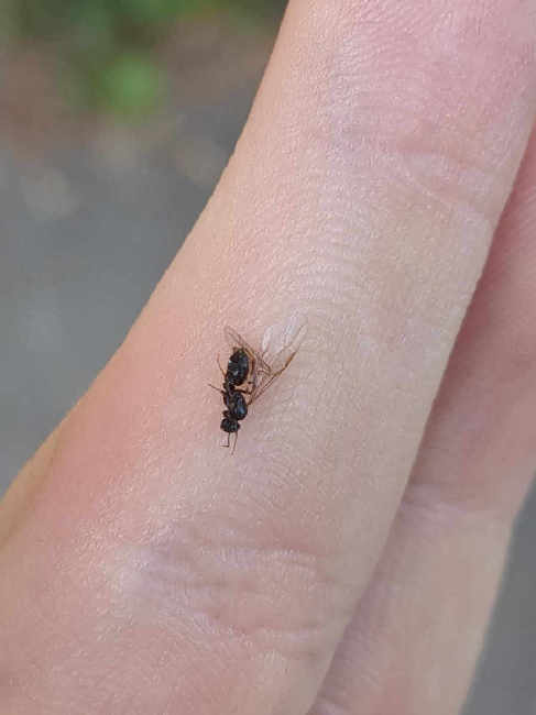 Flight image for Lasius brunneus on 31 May 2025