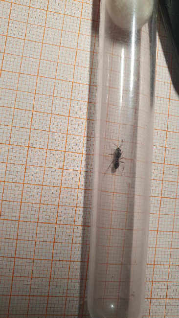 Flight image for Lasius fuliginosus on 4 Aug 2025