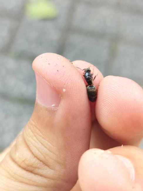 Flight image for Lasius niger group on 14 Jul 2025