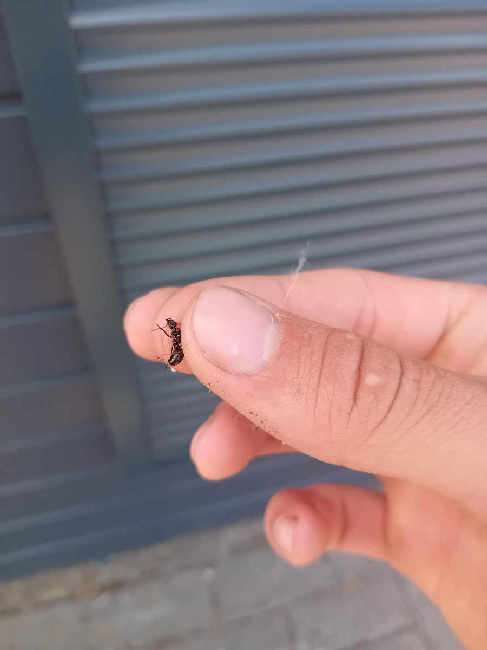 Flight image for Formica fusca on 31 May 2025