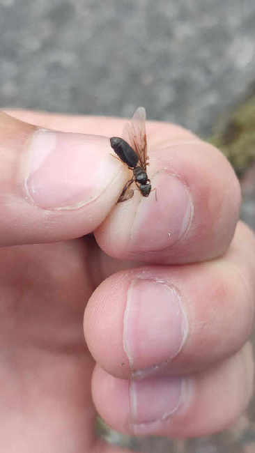 Flight image for Lasius brunneus on 30 May 2025