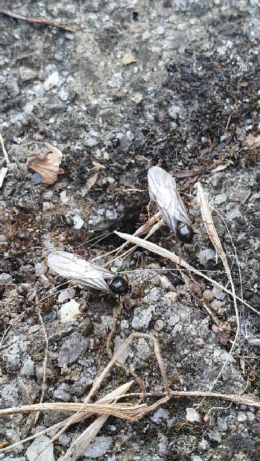 Flight image for Lasius niger on 10 Jul 2025