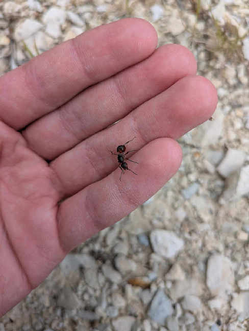 Flight image for Formica rufa group on 24 May 2025