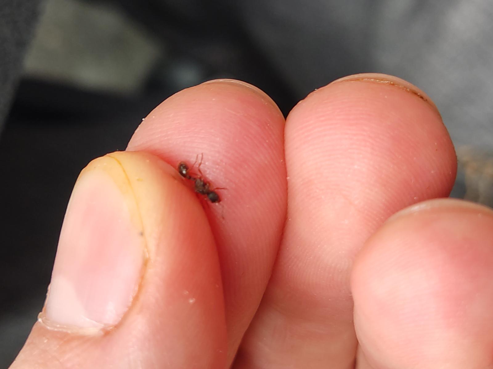 Myrmica sp.
