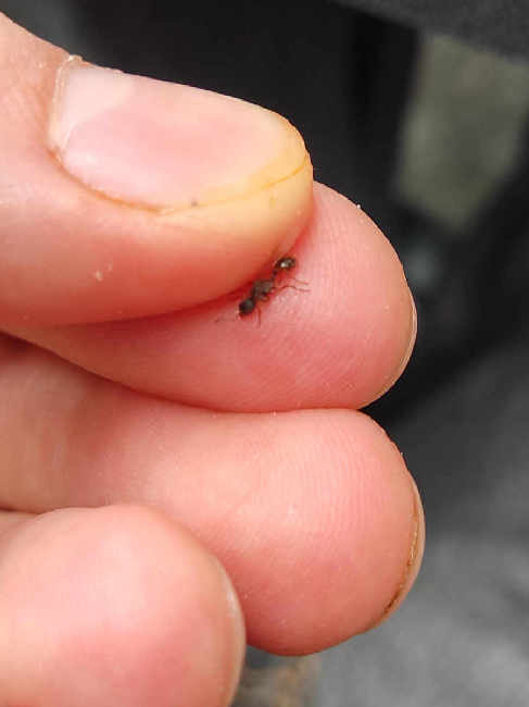 Flight image for Myrmica sp. on 5 Aug 2025